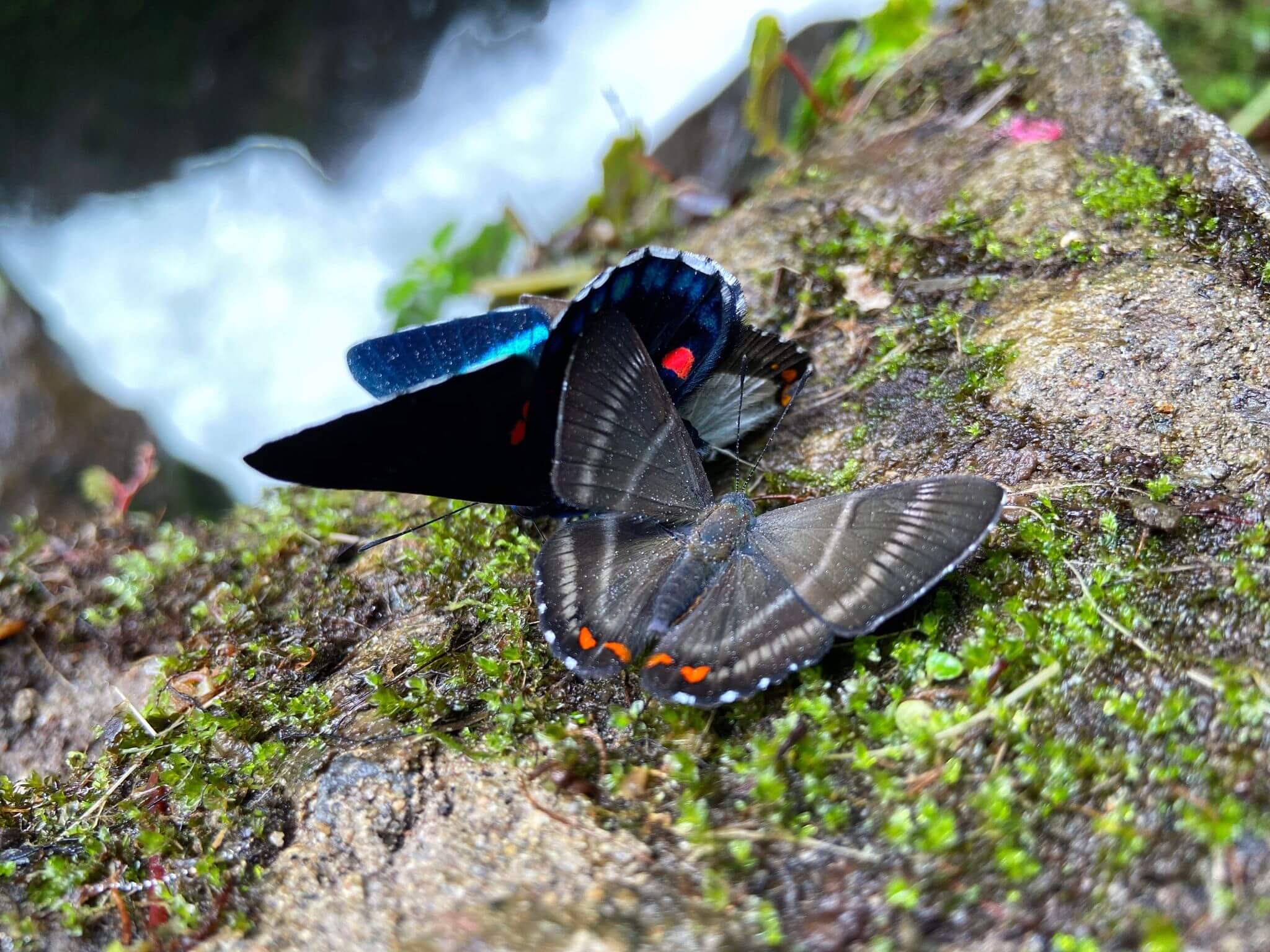 Butterflies, Mindo Cloudforest