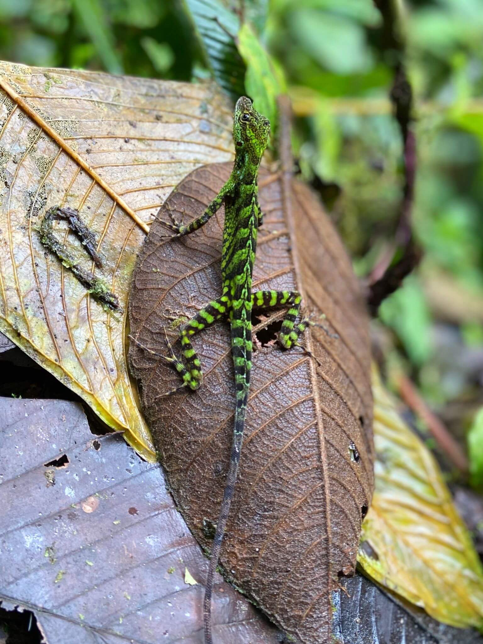 Green & Black Lizard, Mindo Cloudforest, Ecuador
