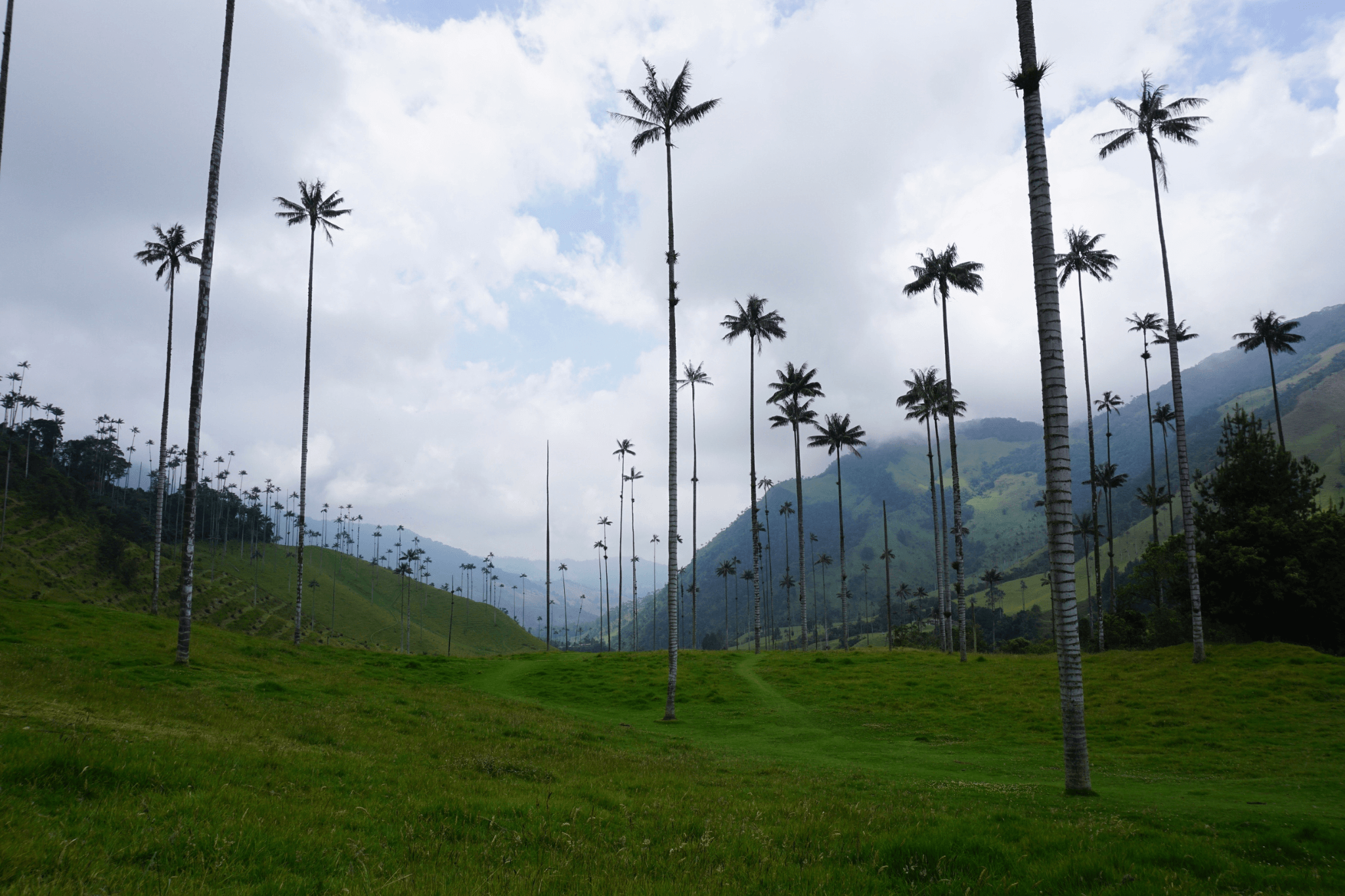 View within Valle de Cocora