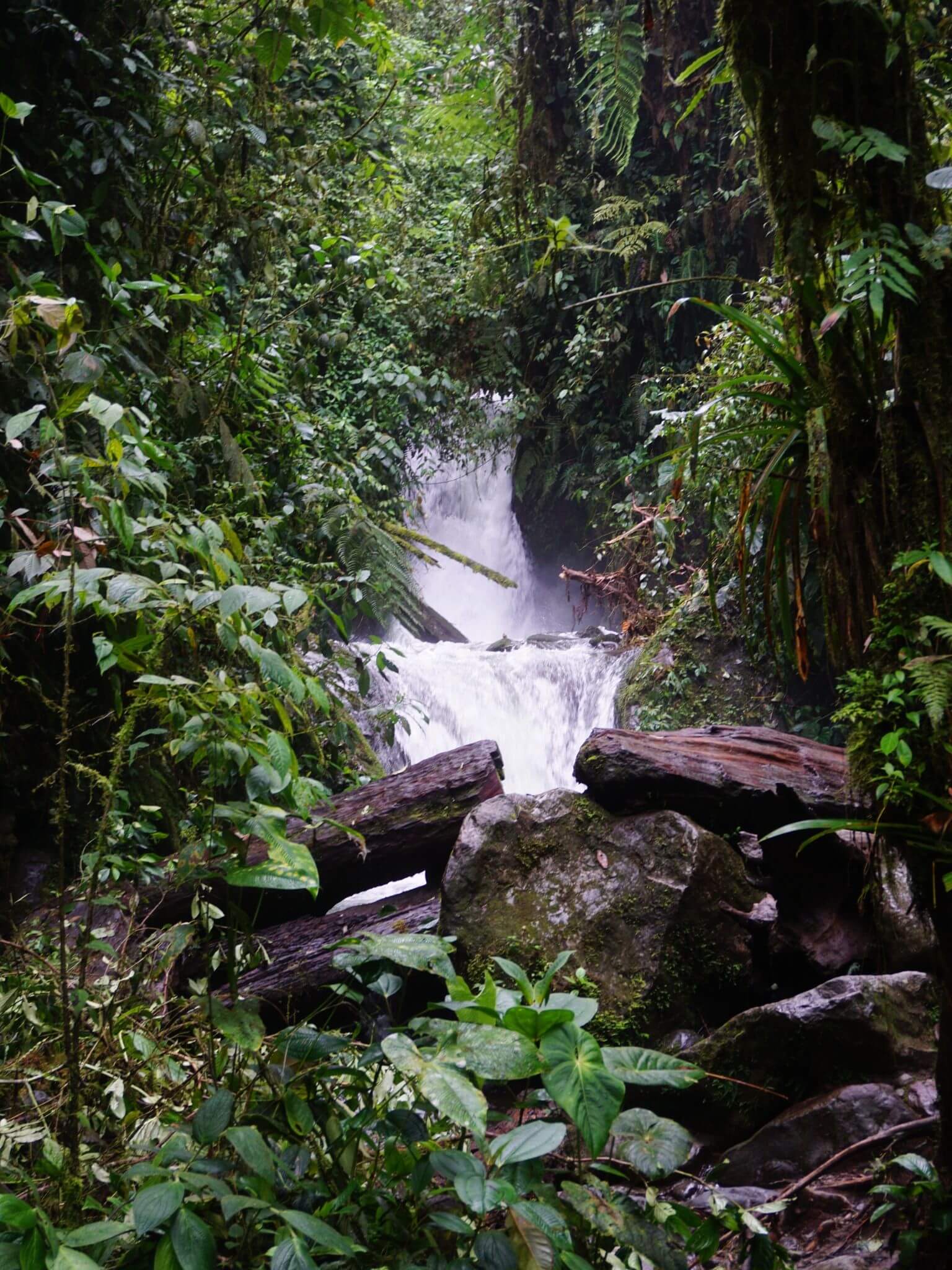 Cascada Madre, Mindo Cloudforest