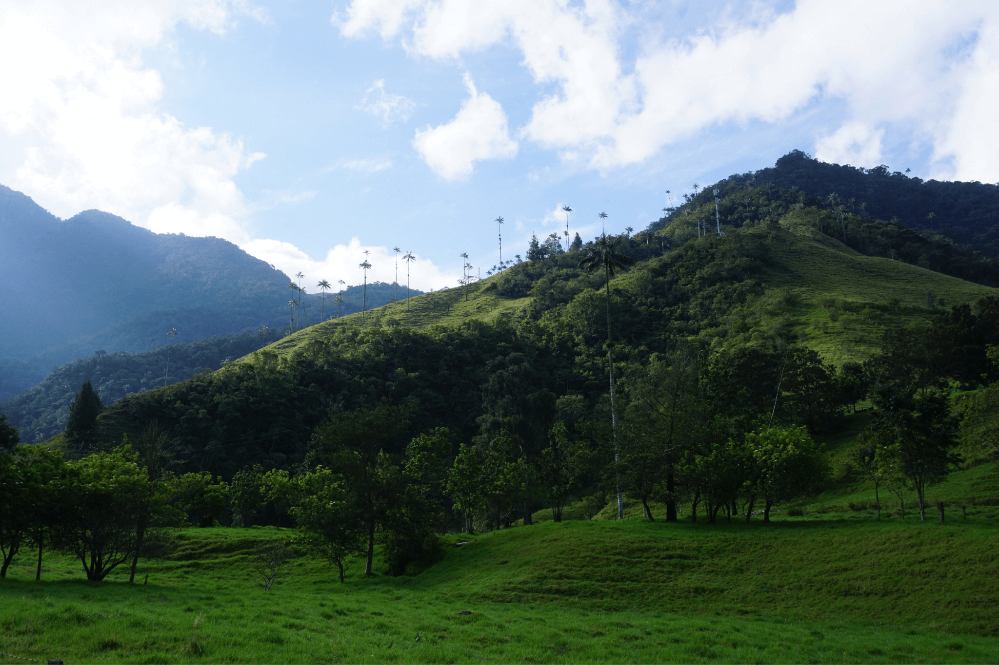 Palm Trees on the hills of Valle de Corcora