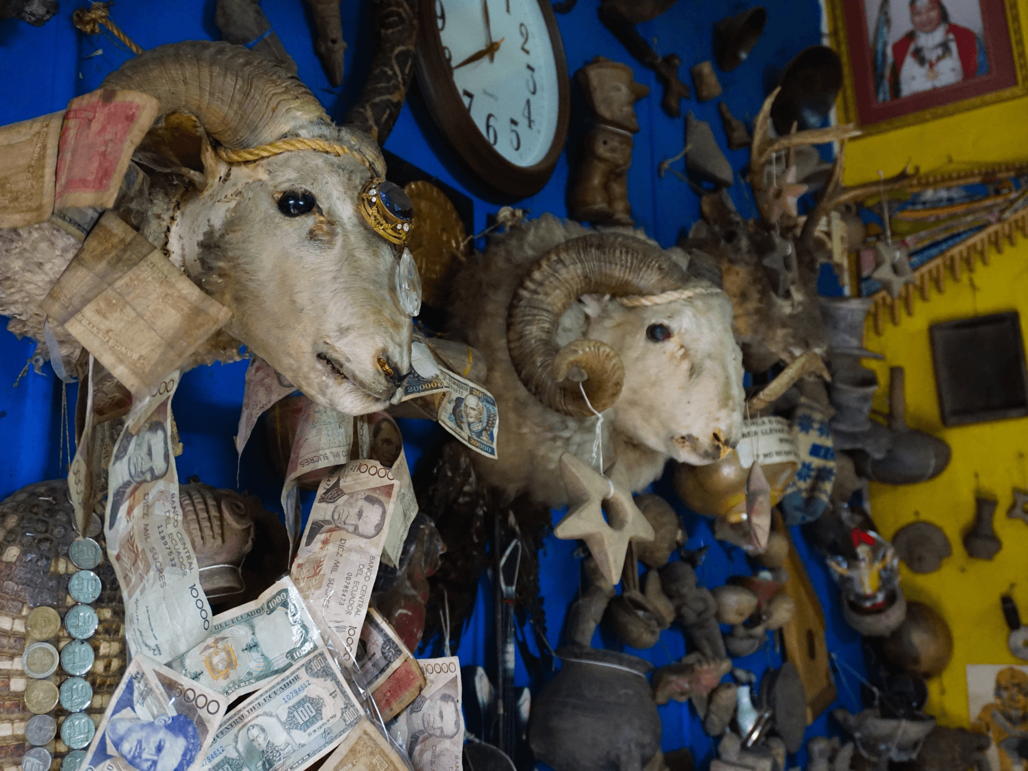 Sheeps Heads on the walls of a Shamanic Home