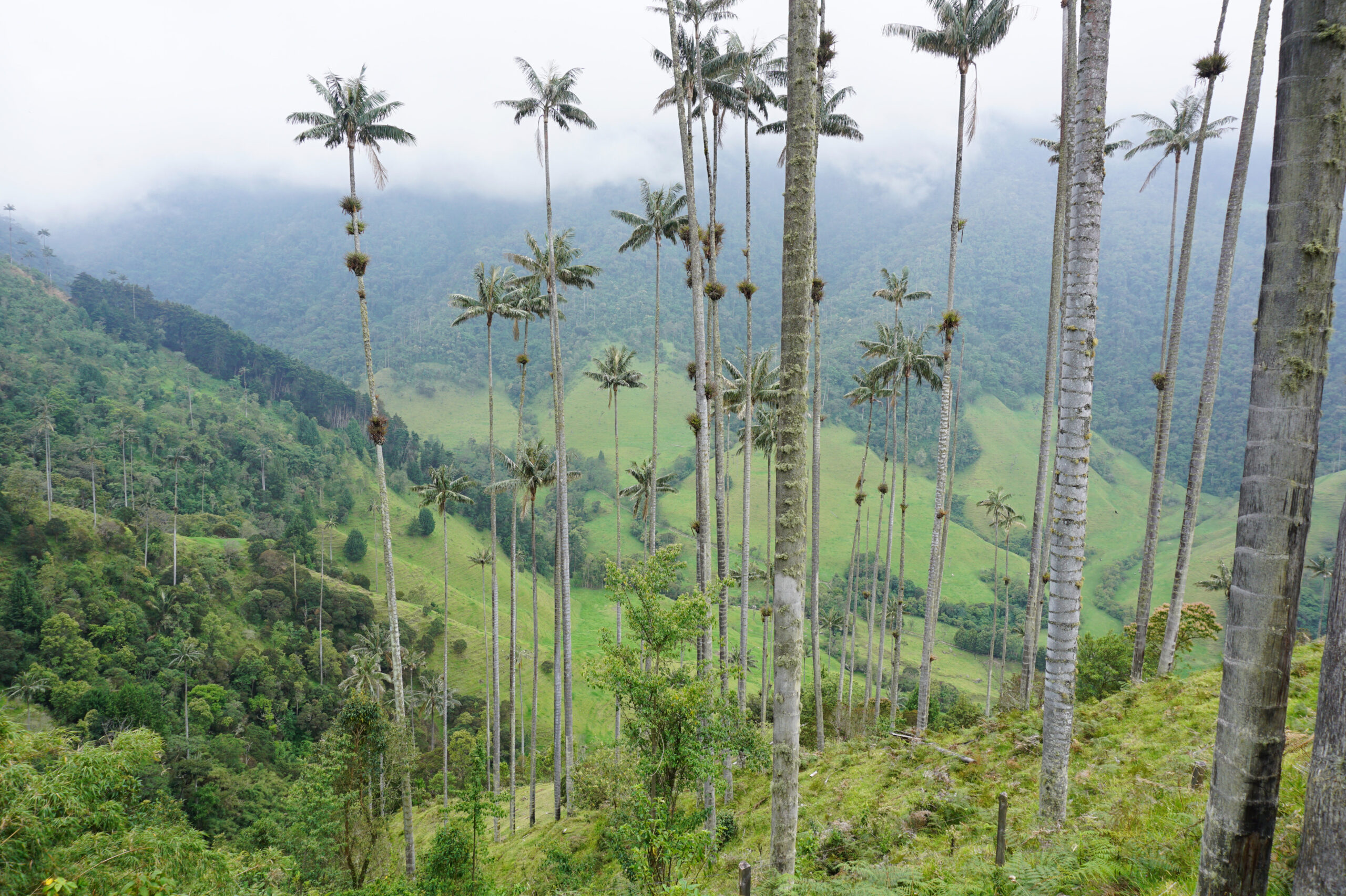 View of the remains palm trees from the top of Valle de Cocora