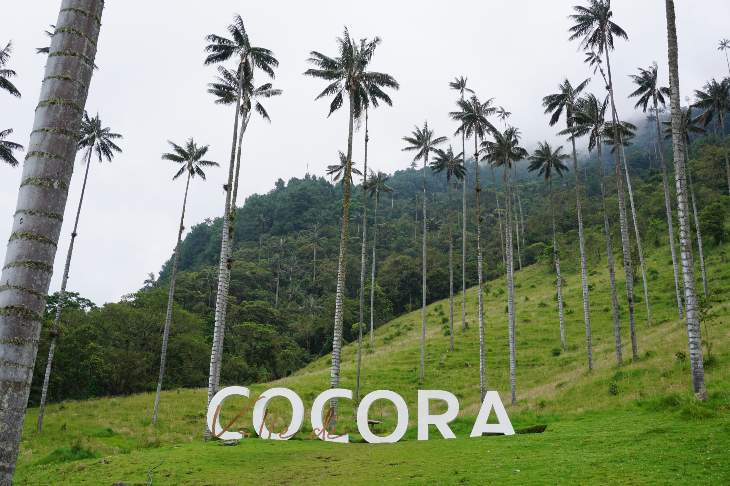Hollywood-style "Cocora" sign among the Palm Trees