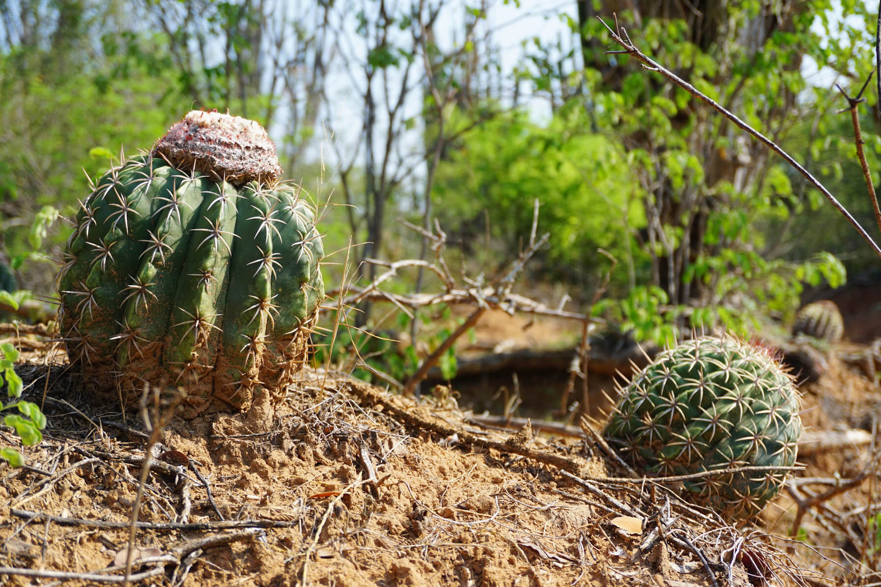 Cactus Plants in the Tatacoa Desert