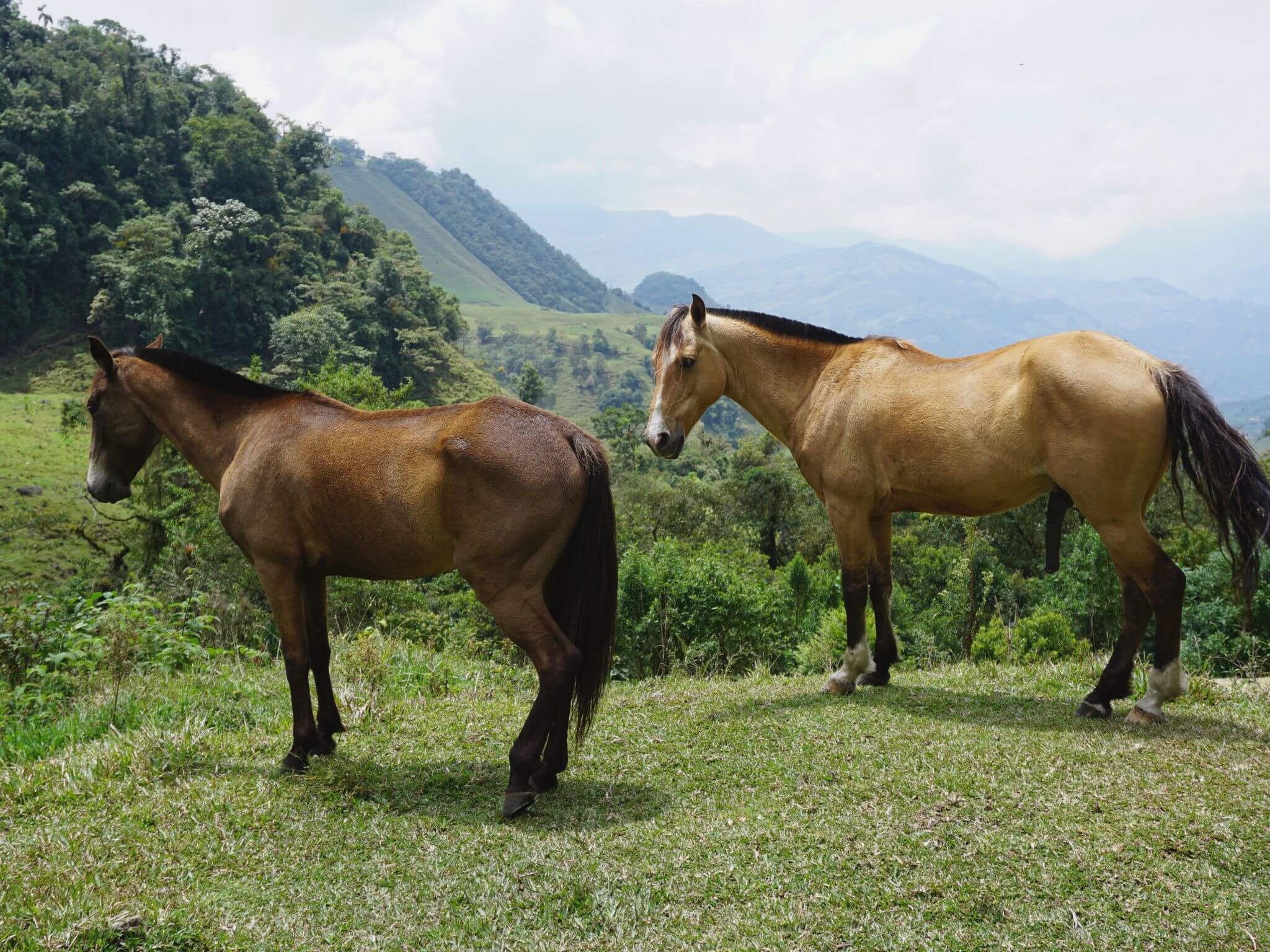 The ranch's horses