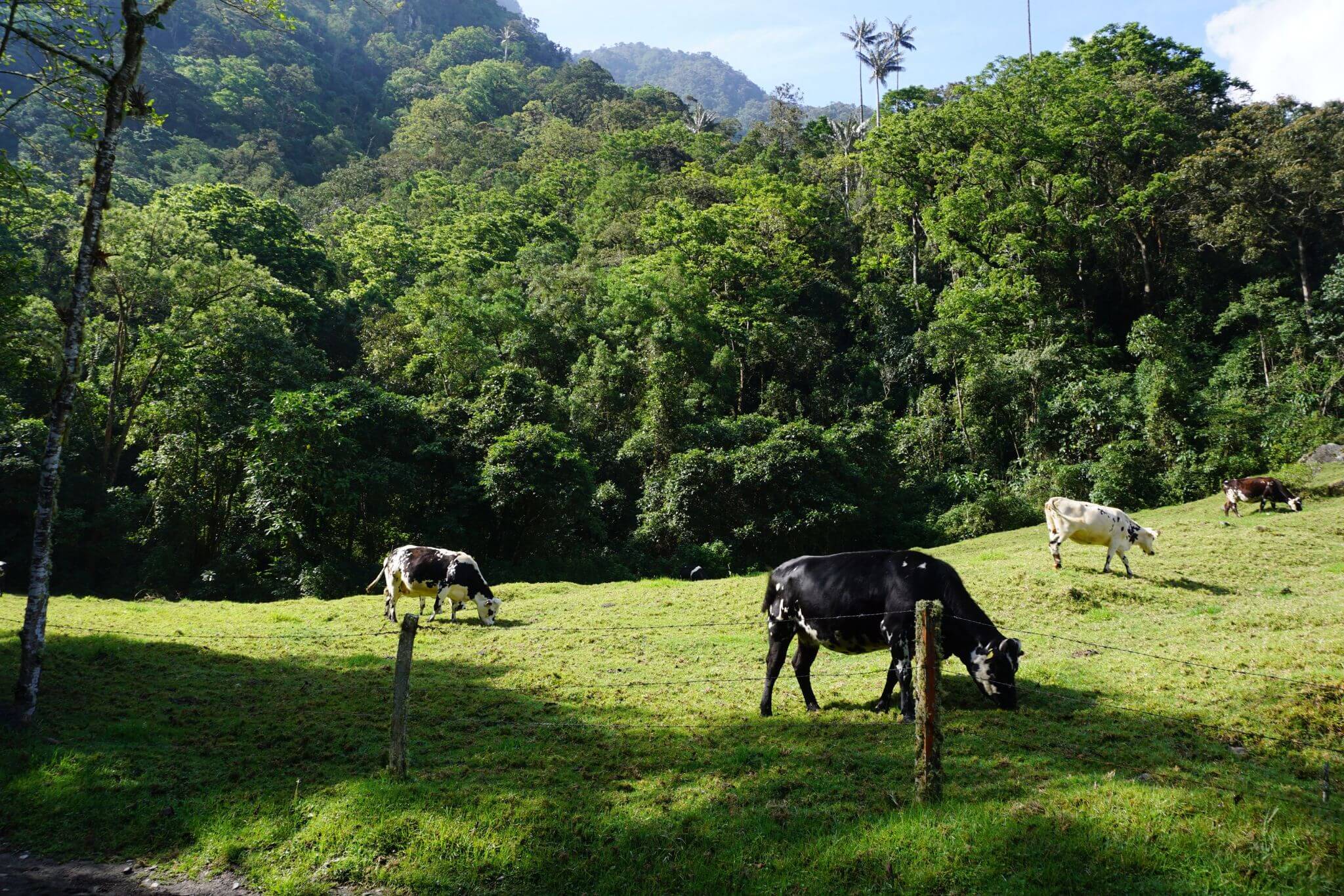 Cattle grazing in Valle de Cocora