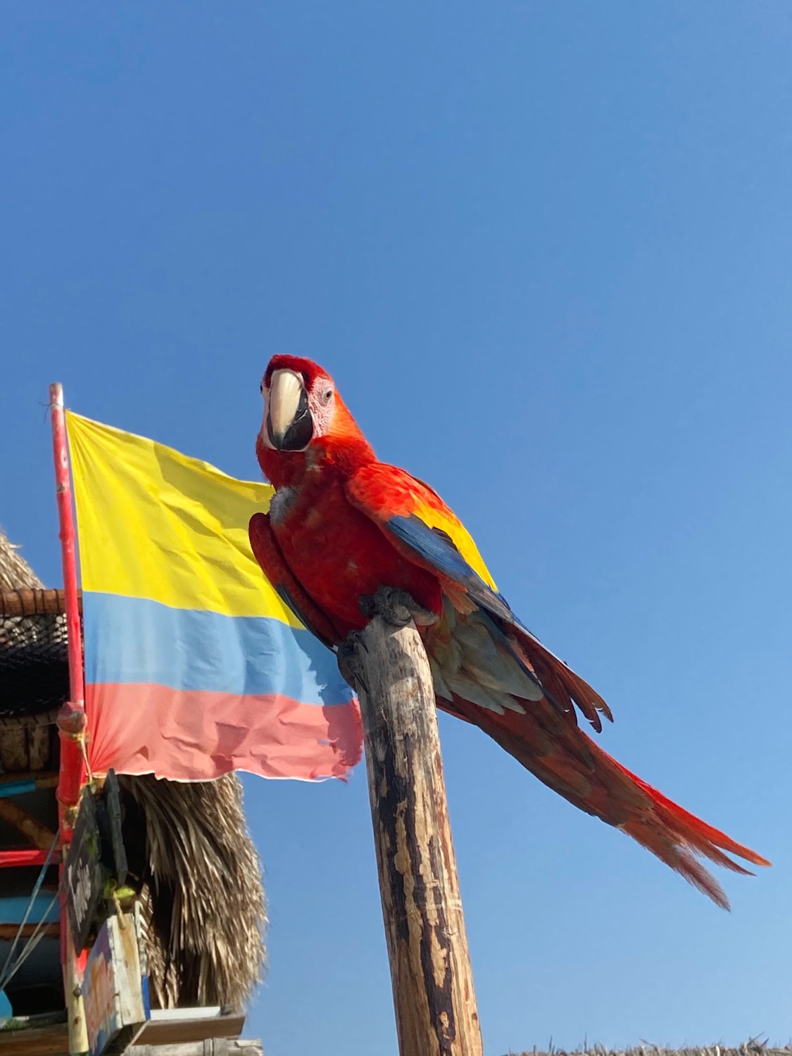 Parrot perched in front of a Colombia flag on Playa Blanca Beach