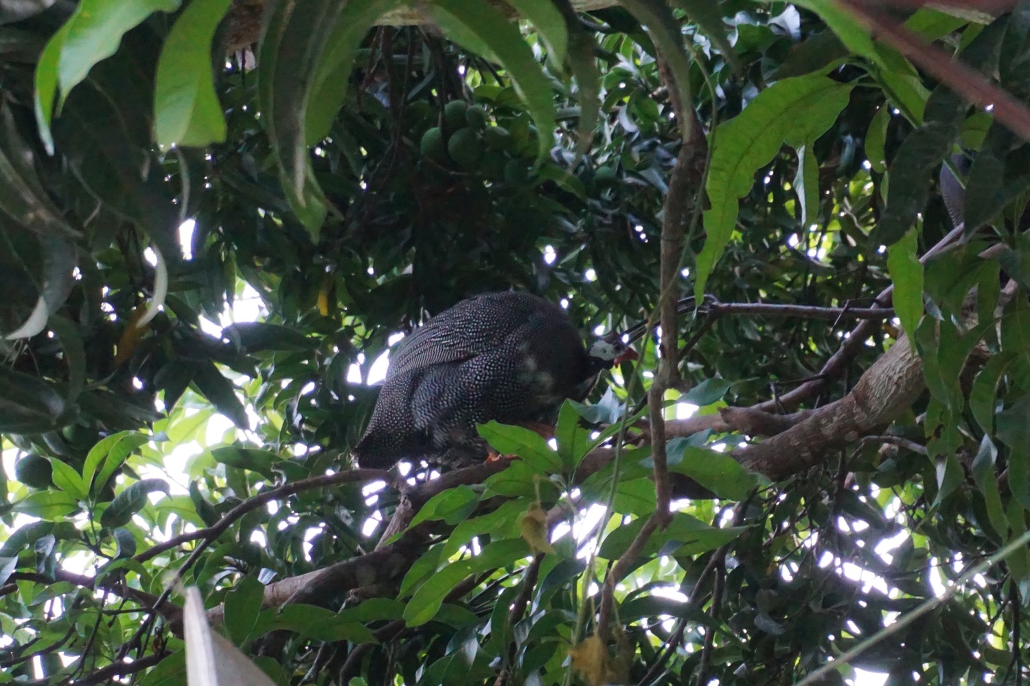 A large bird in the jungle canopy