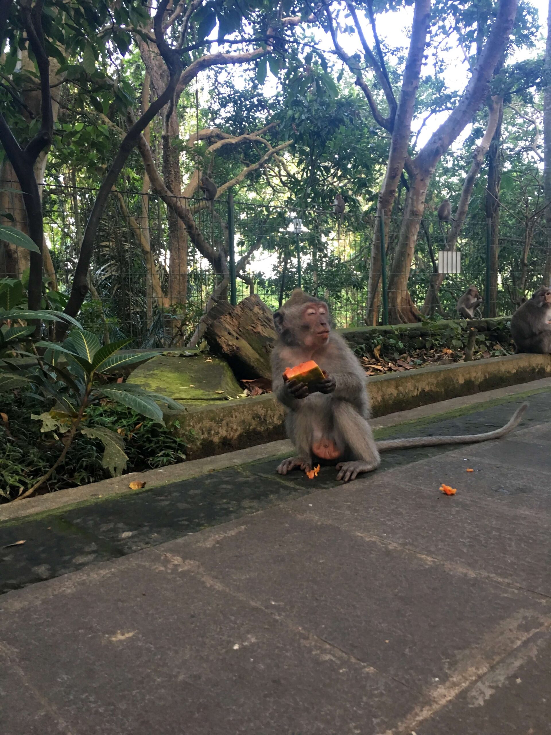 Monkey Temple, Ubud, Bali